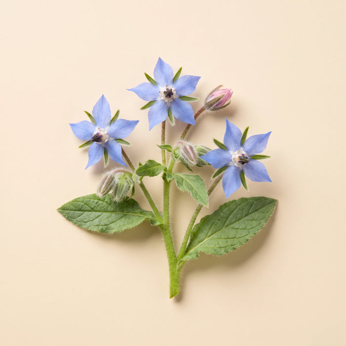 Borage seed oil