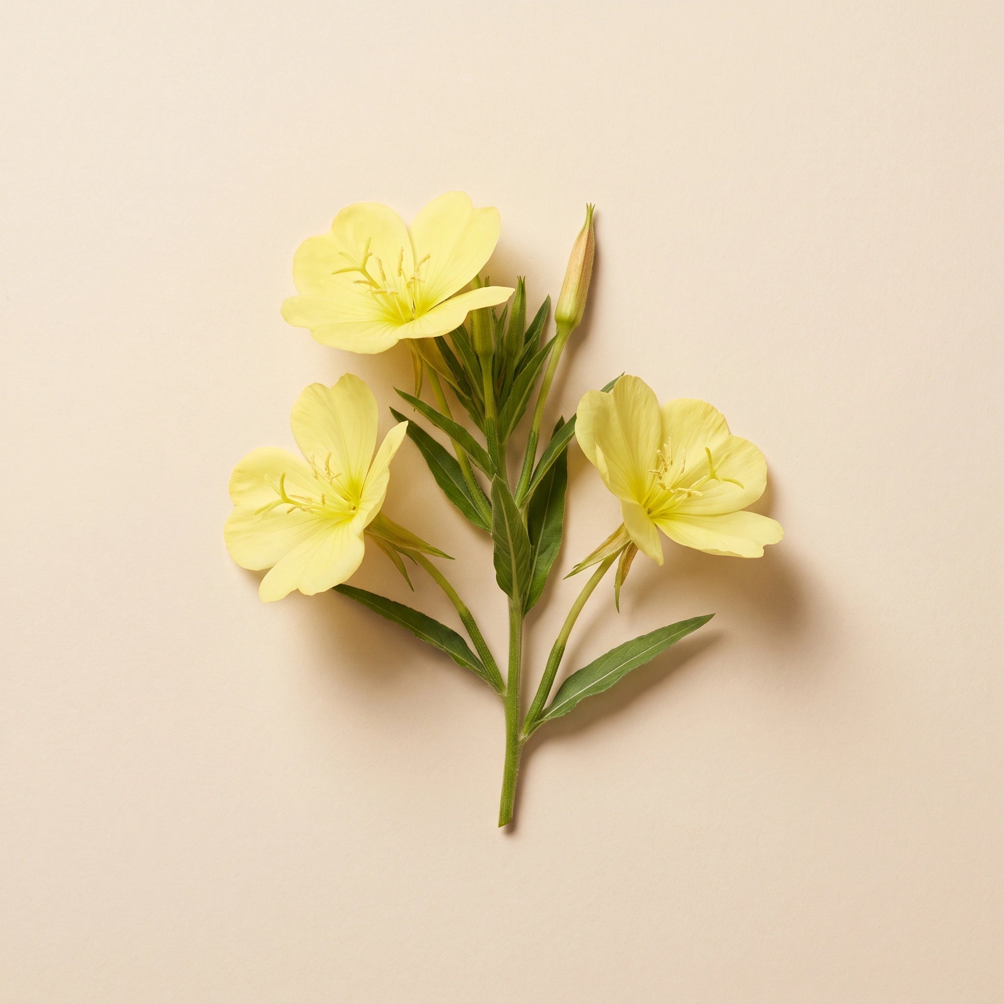 Evening primrose flowers representing the source of evening primrose oil