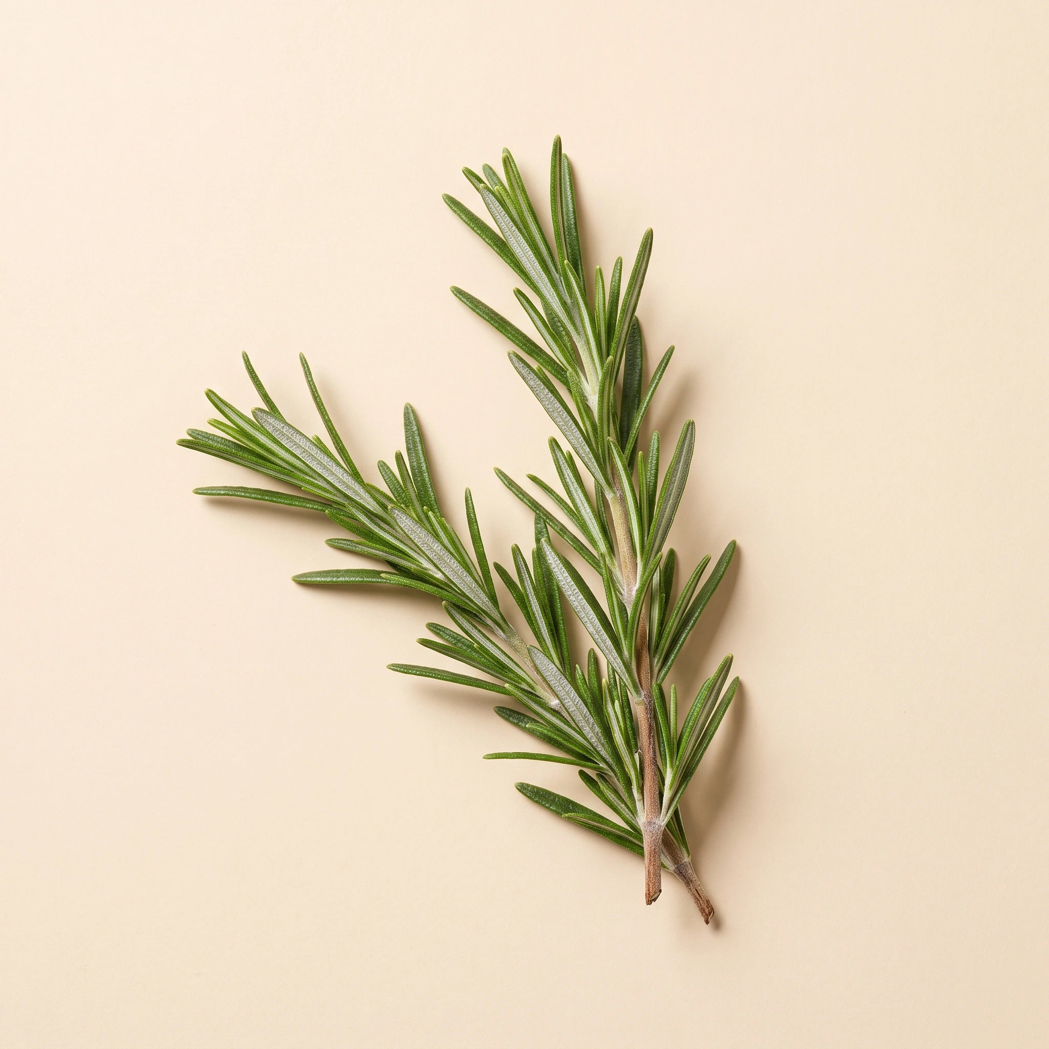 Rosemary representing the rosemary extract listed in the formula